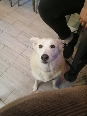 Happy Dog at Bao's in Porto