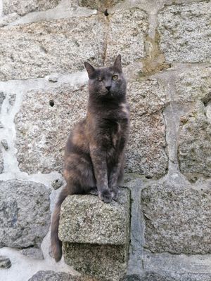 😻 at O Porto dos Gatos in Porto