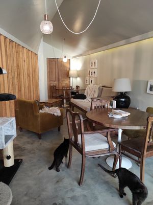 Kitties at O Porto dos Gatos in Porto