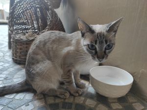 Kitty at O Porto dos Gatos in Porto