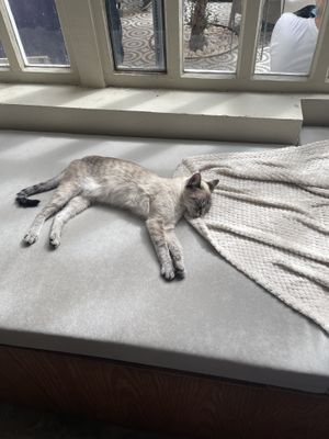 Cat  at O Porto dos Gatos in Porto