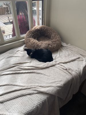 Cat at O Porto dos Gatos in Porto