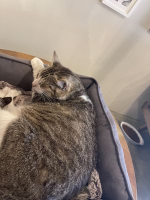 Cat at O Porto dos Gatos in Porto