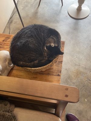 Cat at O Porto dos Gatos in Porto