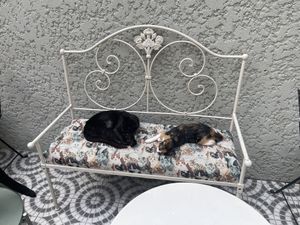 Cat at O Porto dos Gatos in Porto