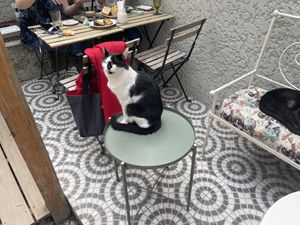 Cat at O Porto dos Gatos in Porto