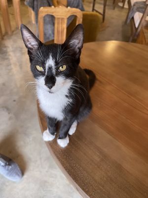Cat at O Porto dos Gatos in Porto