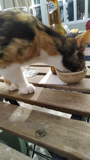 Cat looking for food in my empty bowl at O Porto dos Gatos in Porto