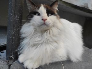 For adoption at O Porto dos Gatos in Porto