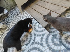 They stole my bread at O Porto dos Gatos in Porto
