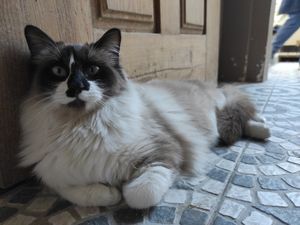 For adoption at O Porto dos Gatos in Porto