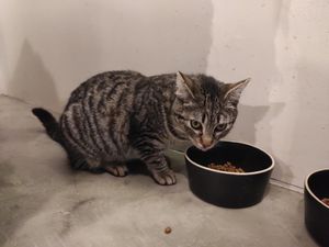 For adoption at O Porto dos Gatos in Porto