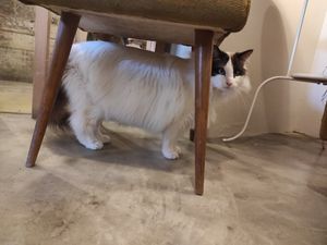 For adoption at O Porto dos Gatos in Porto