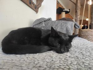 For adoption at O Porto dos Gatos in Porto