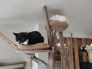 Catsss at O Porto dos Gatos in Porto