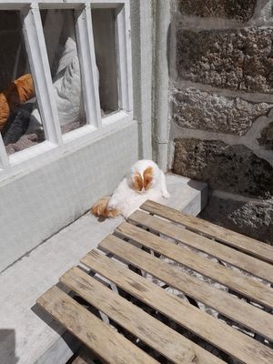  at O Porto dos Gatos in Porto