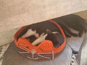  at O Porto dos Gatos in Porto