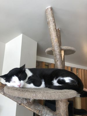   at O Porto dos Gatos in Porto