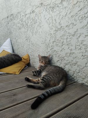 Gatinho at O Porto dos Gatos in Porto