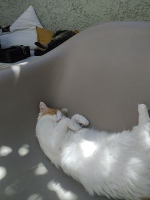 E mais outro gatinho at O Porto dos Gatos in Porto