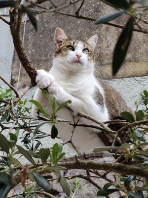  at O Porto dos Gatos in Porto