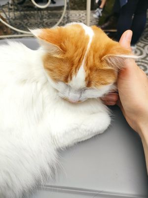  at O Porto dos Gatos in Porto