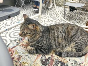  at O Porto dos Gatos in Porto