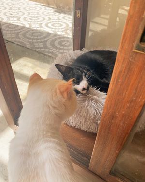   at O Porto dos Gatos in Porto