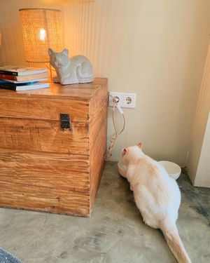   at O Porto dos Gatos in Porto