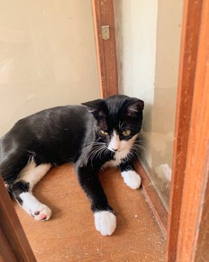   at O Porto dos Gatos in Porto