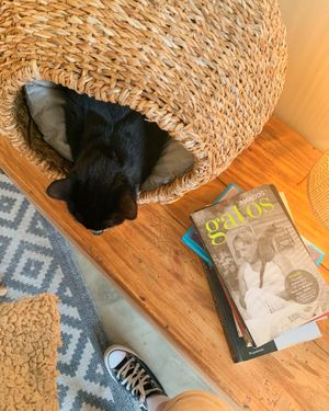   at O Porto dos Gatos in Porto