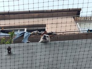 Dog above the cats 🐶 at O Porto dos Gatos in Porto