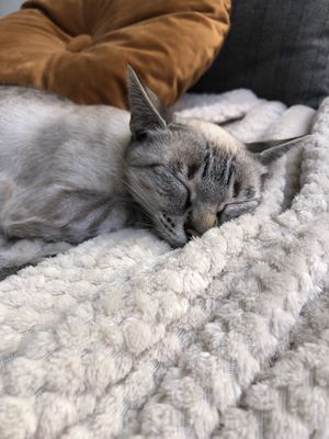   at O Porto dos Gatos in Porto