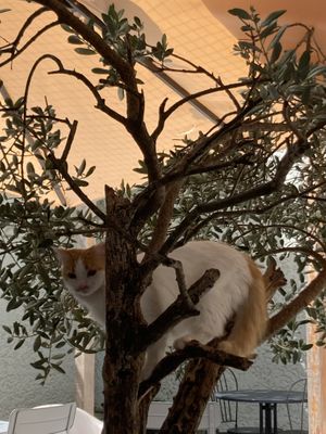 Super leuke katten  at O Porto dos Gatos in Porto