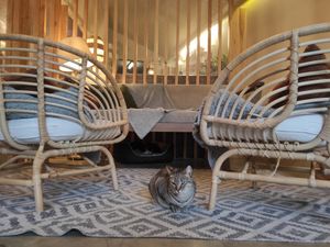 Cat area at O Porto dos Gatos in Porto