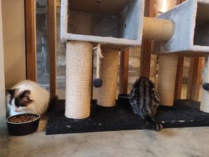 Cats at O Porto dos Gatos in Porto