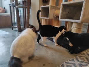 Cats at O Porto dos Gatos in Porto