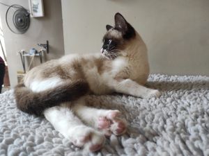 Cat at O Porto dos Gatos in Porto