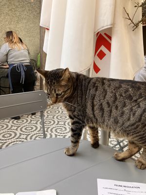   at O Porto dos Gatos in Porto