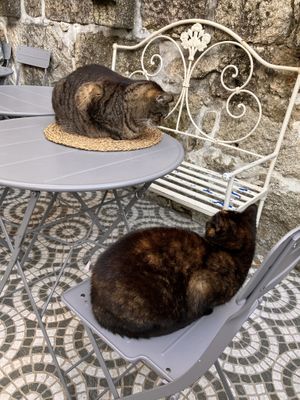   at O Porto dos Gatos in Porto