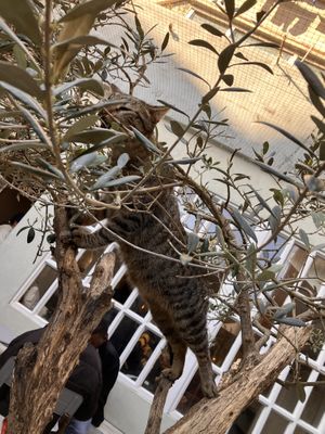   at O Porto dos Gatos in Porto