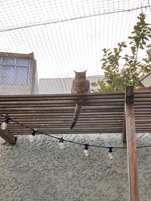   at O Porto dos Gatos in Porto