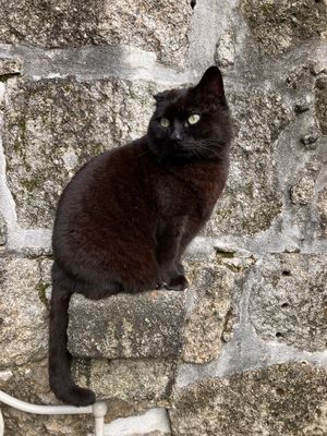   at O Porto dos Gatos in Porto