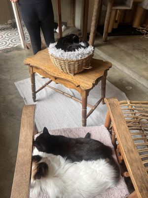 Gatos  at O Porto dos Gatos in Porto