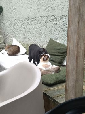  at O Porto dos Gatos in Porto