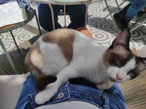 Kittie cuddle at O Porto dos Gatos in Porto