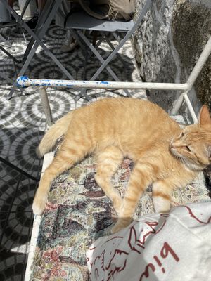 snoozy cat!  at O Porto dos Gatos in Porto