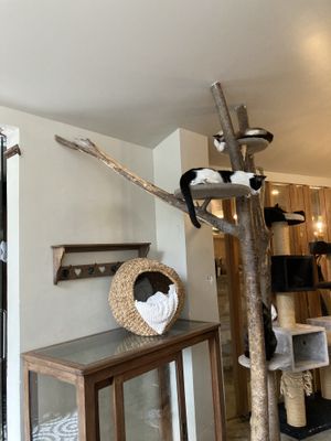 Cats   at O Porto dos Gatos in Porto