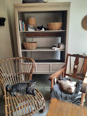  at O Porto dos Gatos in Porto