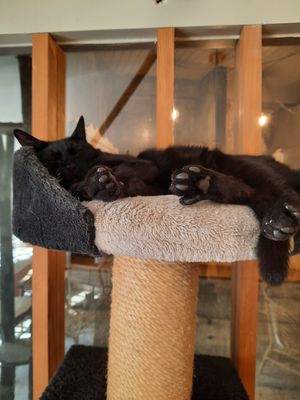  at O Porto dos Gatos in Porto